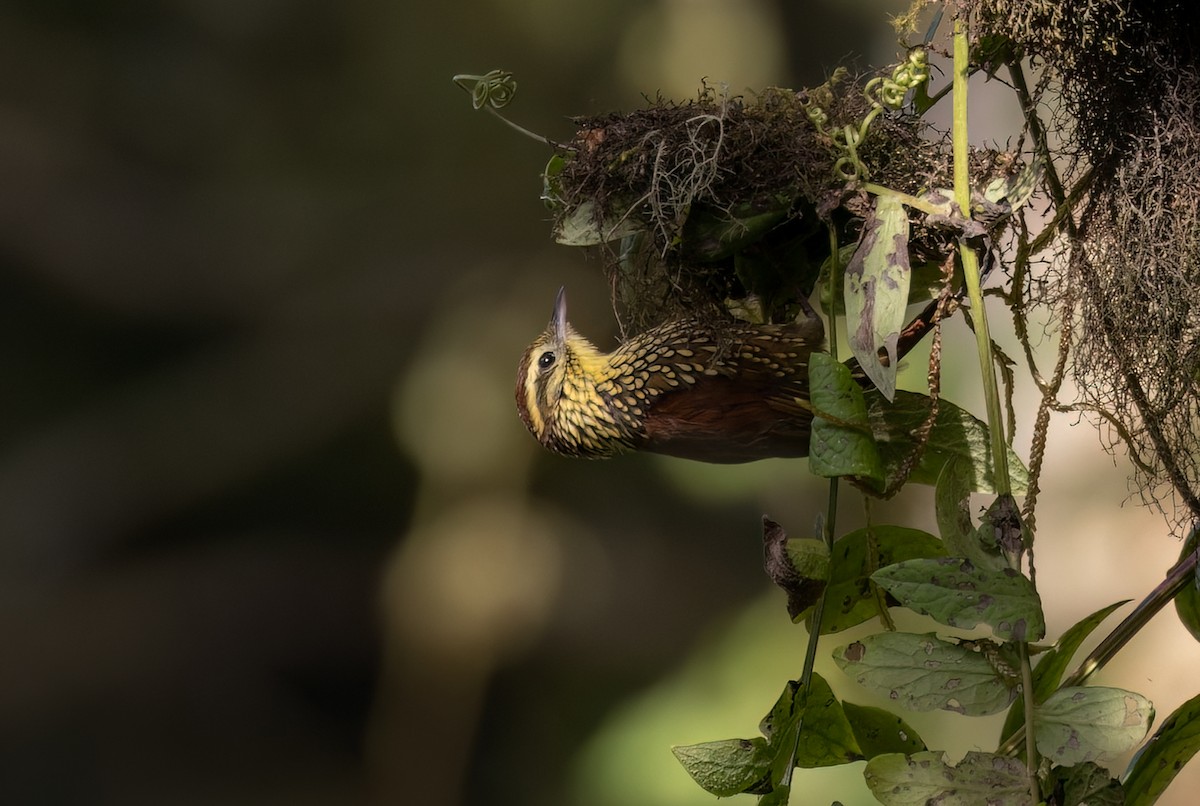 Pearled Treerunner - Lars Petersson | My World of Bird Photography