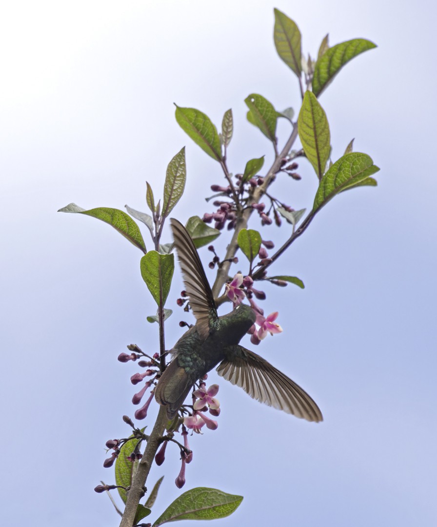 kolibřík dřišťálový - ML535044531