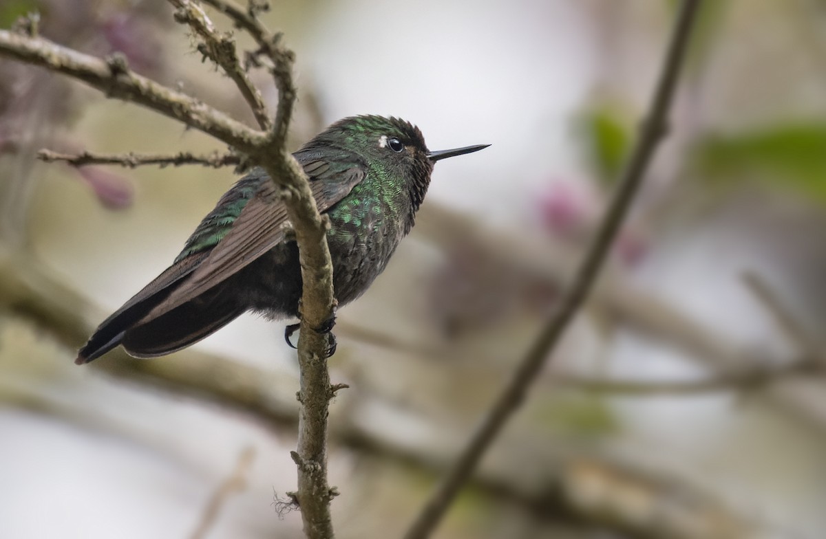 Tyrian Metaltail - Lars Petersson | My World of Bird Photography