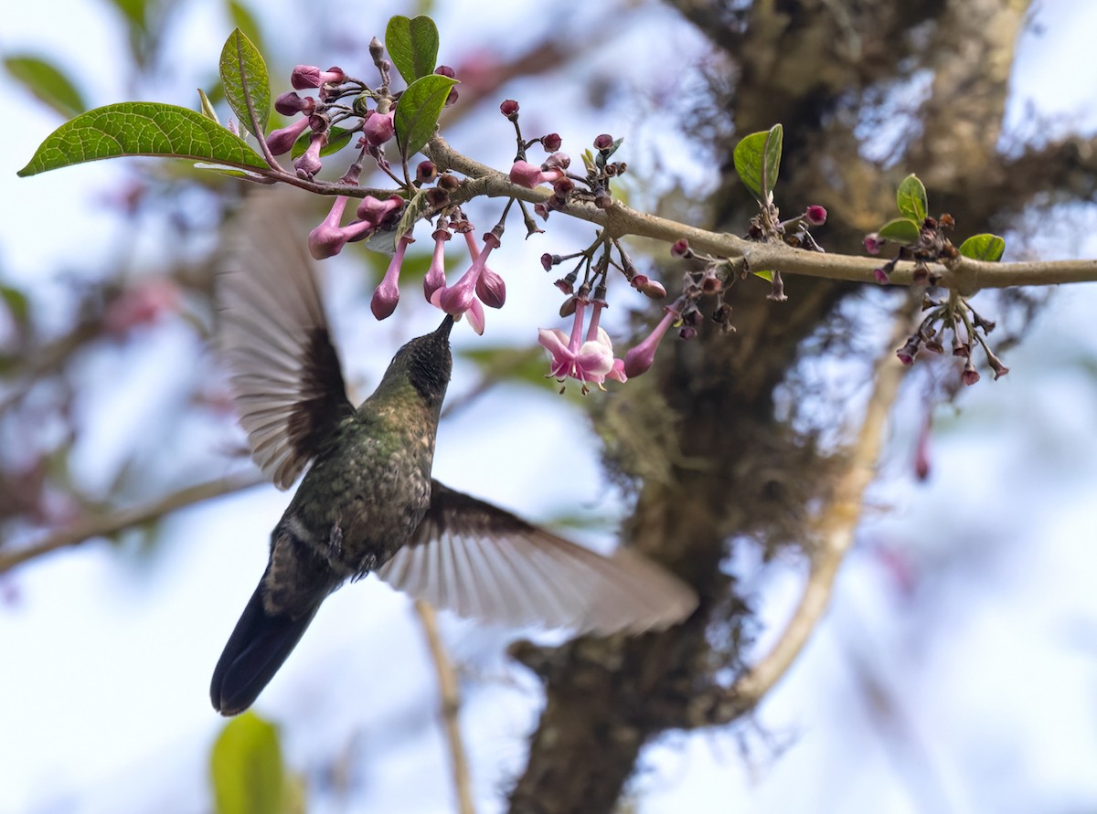 kolibřík dřišťálový - ML535044551