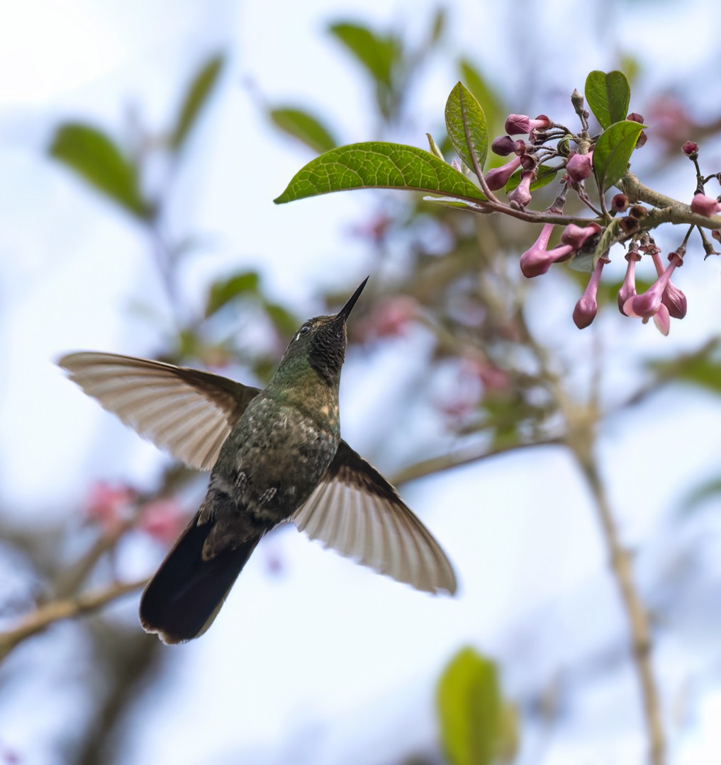 kolibřík dřišťálový - ML535044561