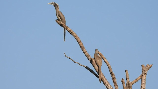 Indian Gray Hornbill - ML535045231