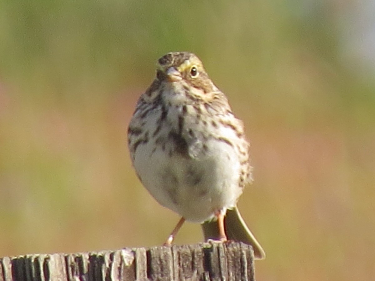 Savannah Sparrow - ML53505431