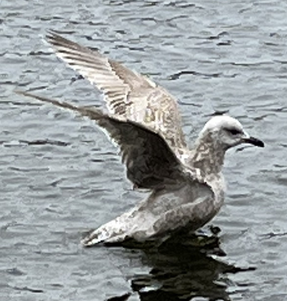 Herring Gull (European) - ML535056551