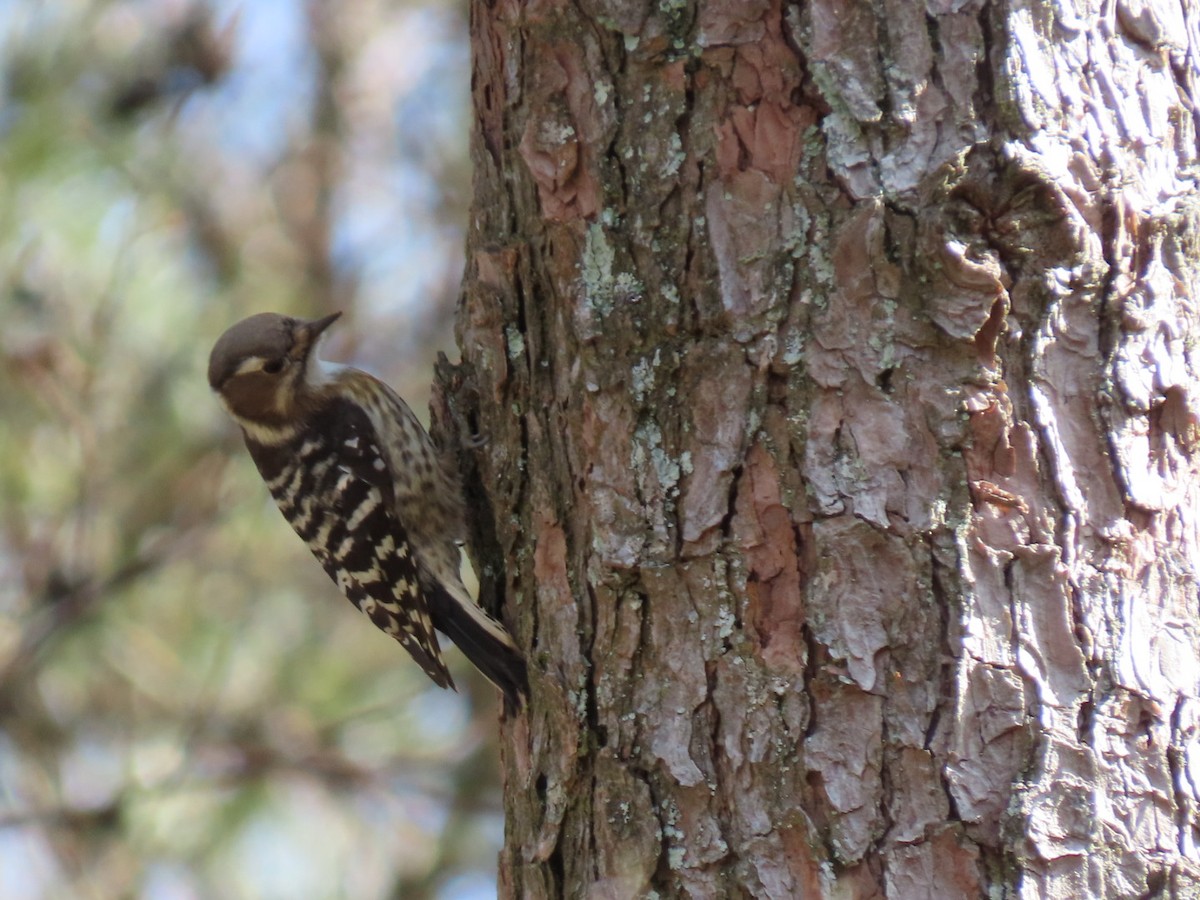 Japanese Pygmy Woodpecker - ML535056661