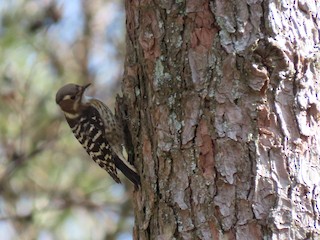 Japanese Pygmy Woodpecker, ML535056661