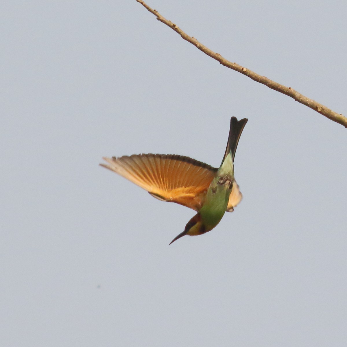 Chestnut-headed Bee-eater - ML535057401