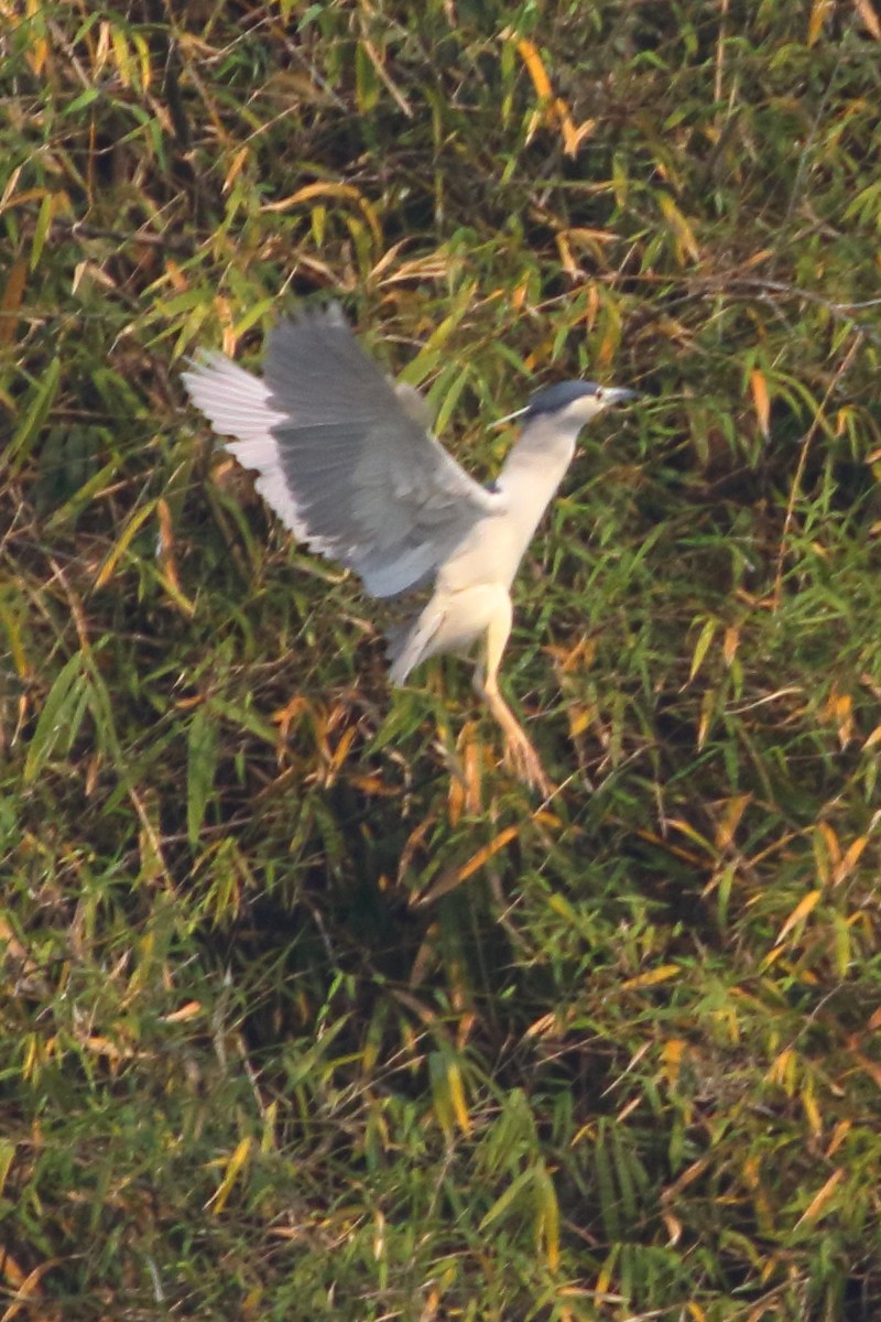 Black-crowned Night Heron - ML535058791