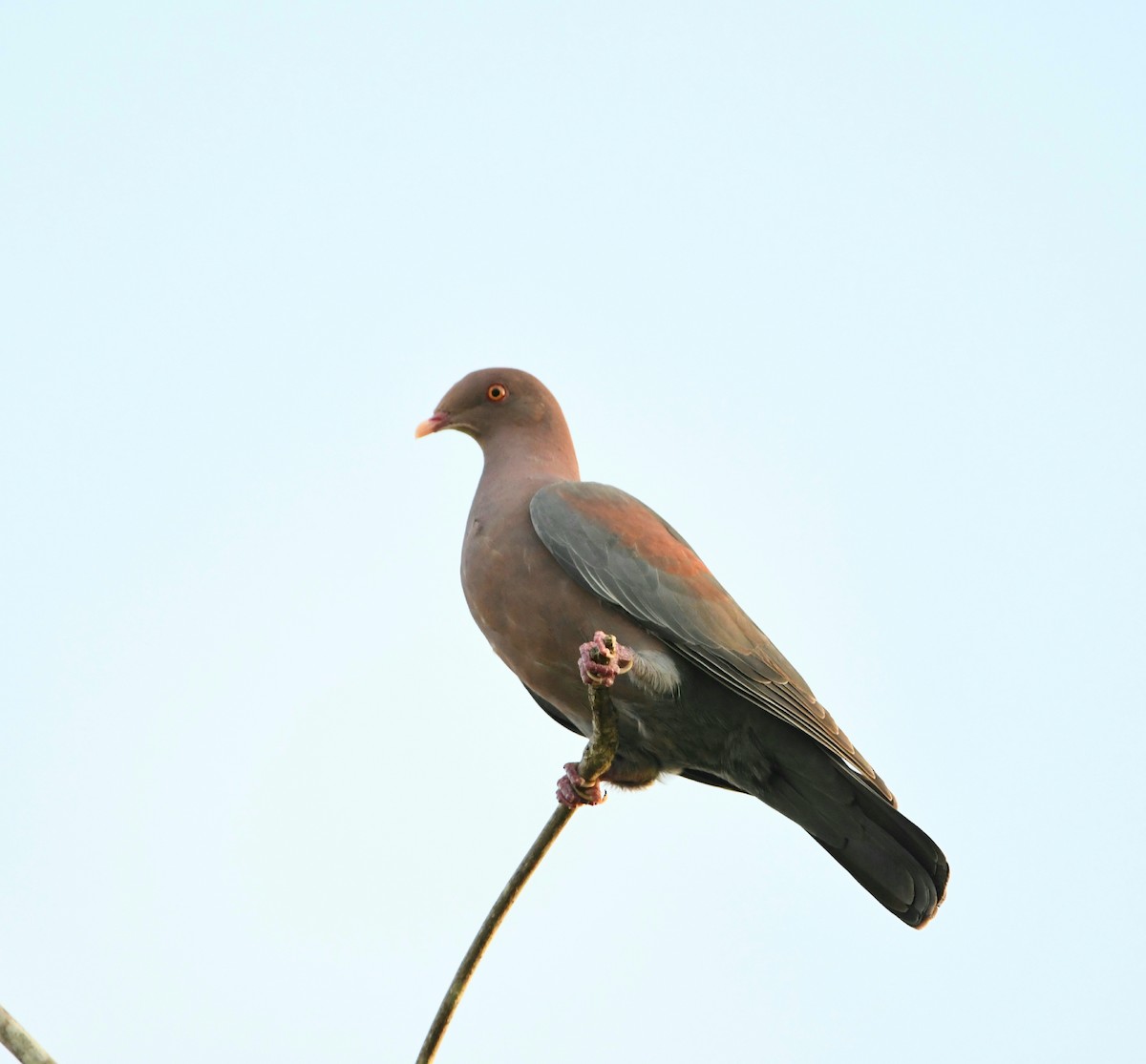 Red-billed Pigeon - ML535060171