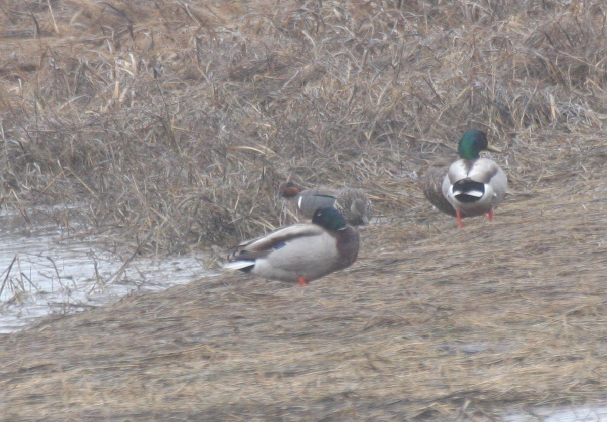 Green-winged Teal - Frederick Bowes