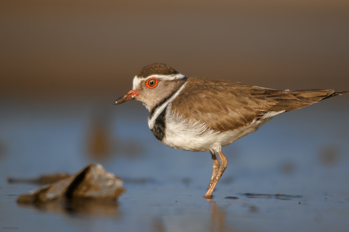 Three-banded Plover - ML535061231