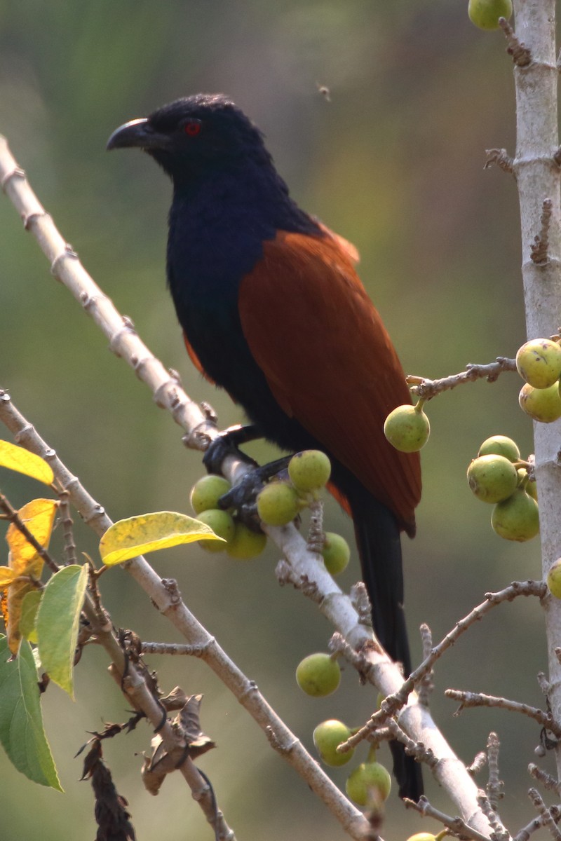 Greater Coucal - ML535062221