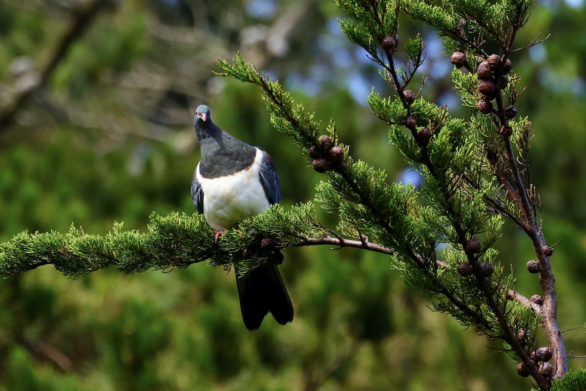 Chatham Island Pigeon - ML535062921