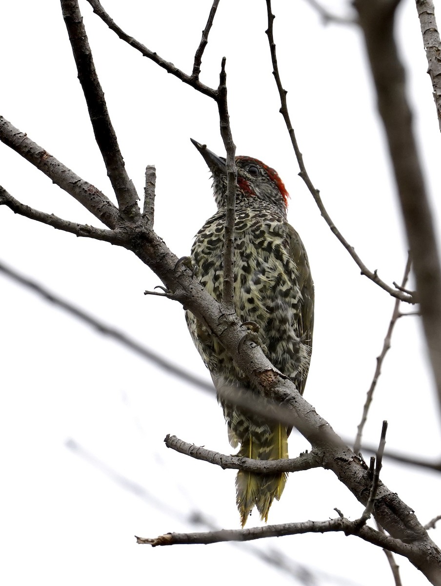 Knysna Woodpecker - ML535064281