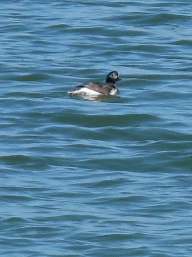 Long-tailed Duck - ML53506431