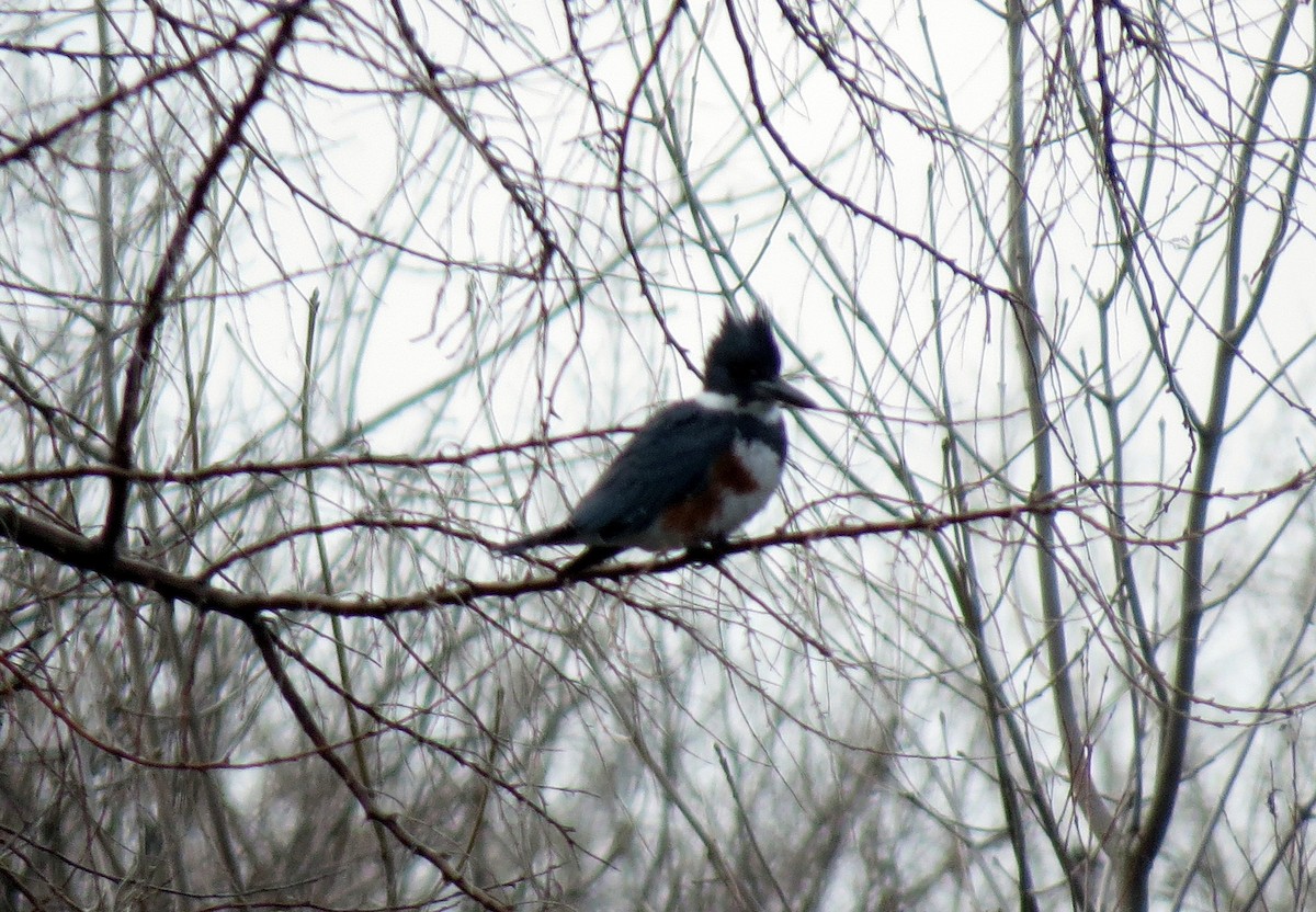 Belted Kingfisher - ML53506451
