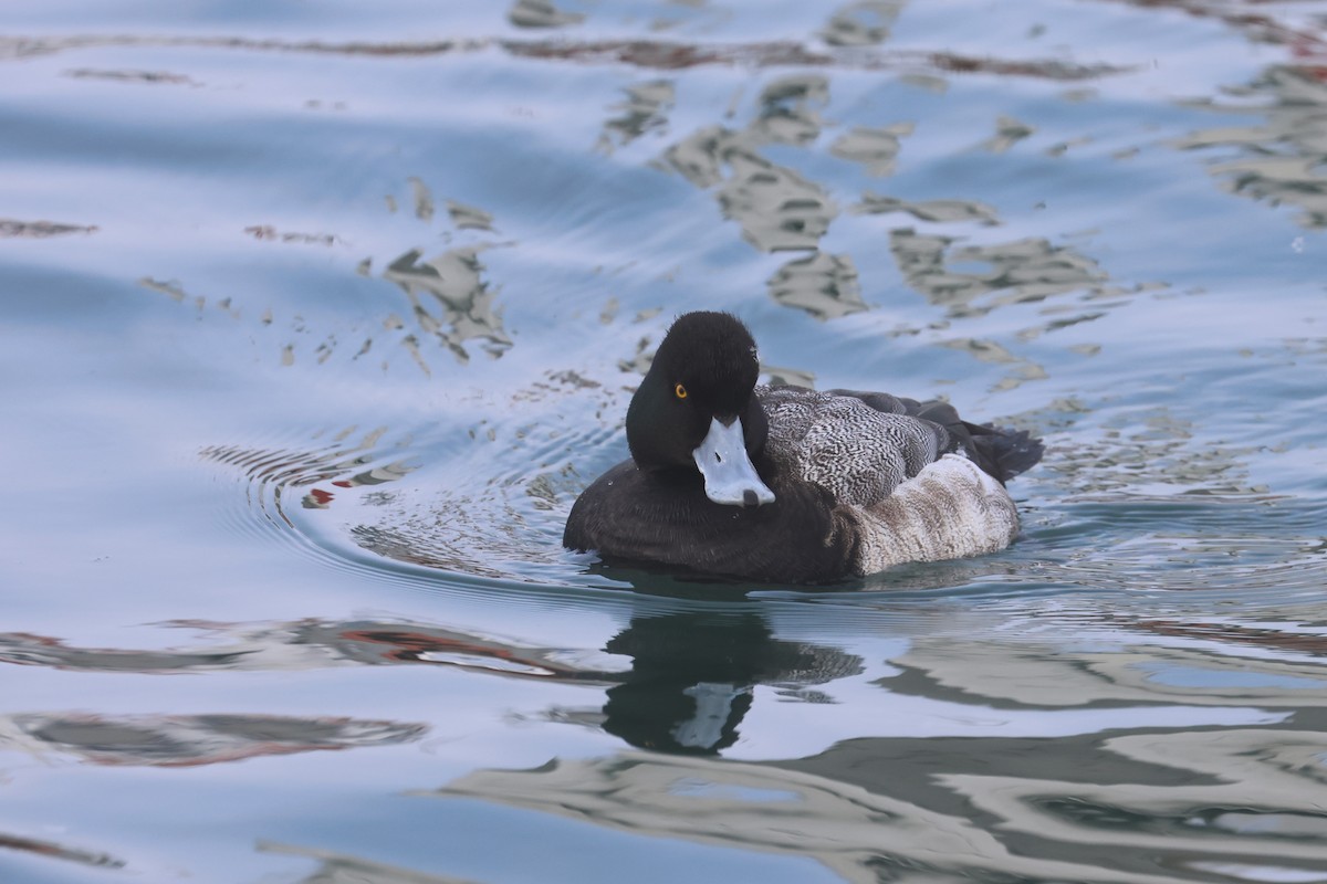 Greater Scaup - ML535064711