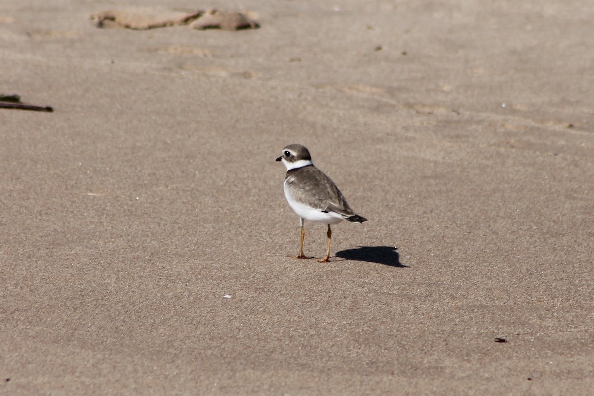 Semipalmated Plover - ML535065911