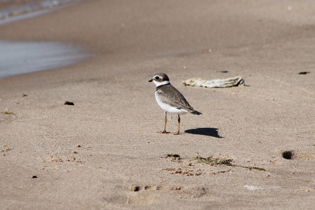 Semipalmated Plover - ML535065921