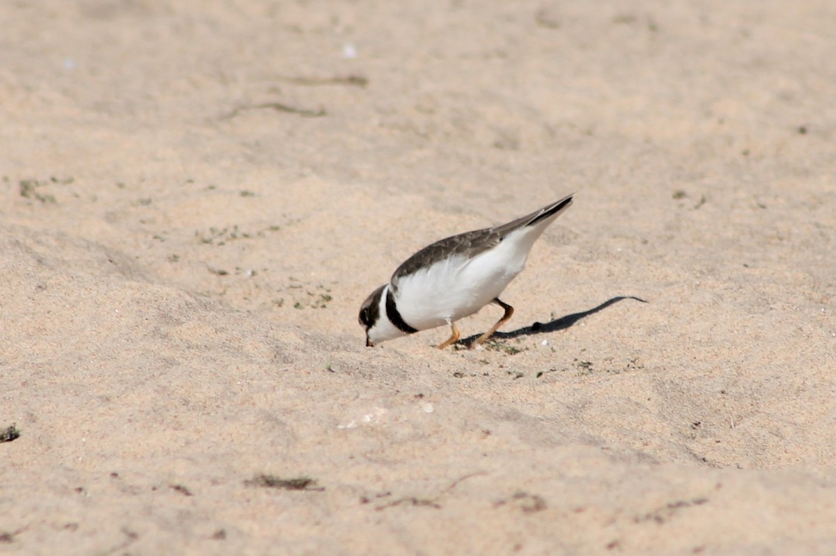 Semipalmated Plover - ML535066021