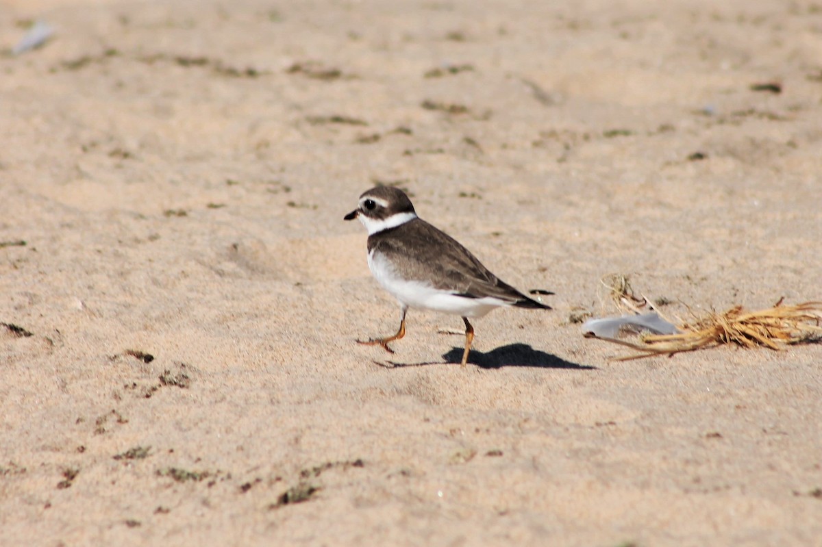 Semipalmated Plover - ML535066031