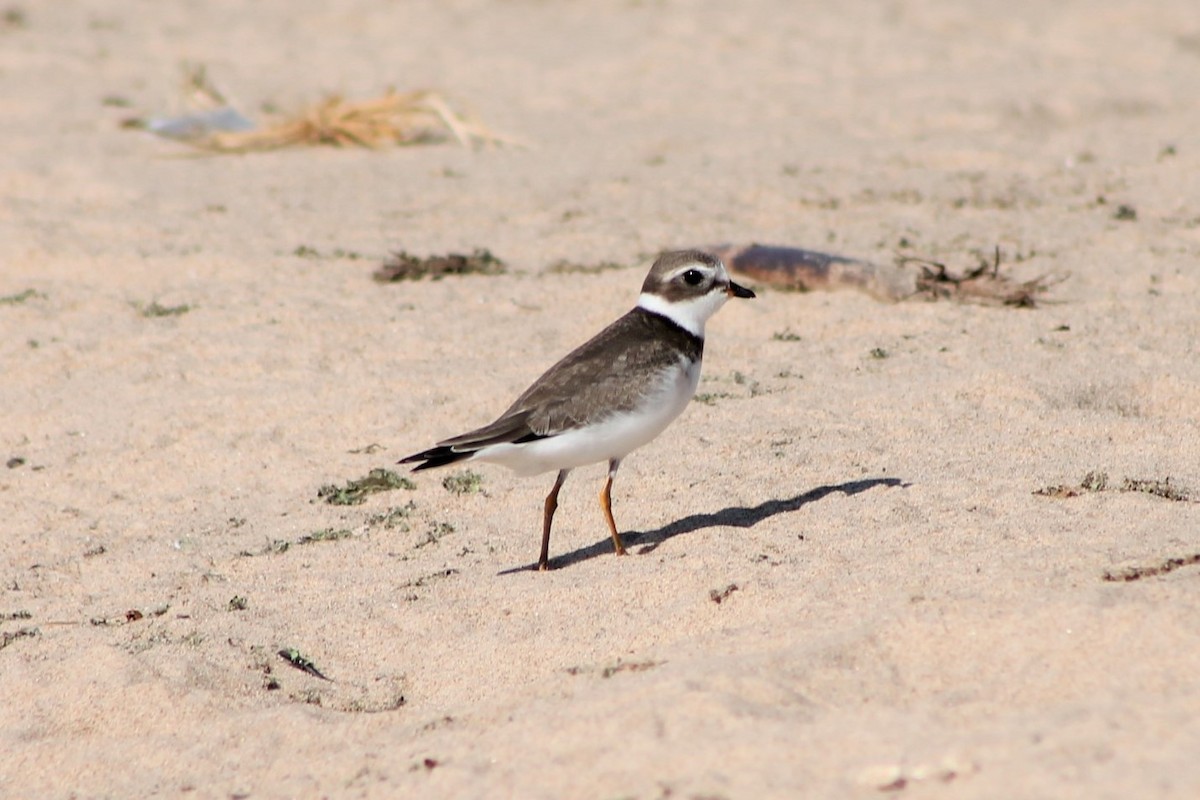 Semipalmated Plover - ML535066041
