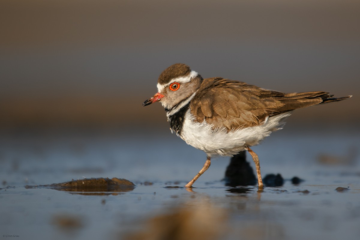 Three-banded Plover - ML535068111