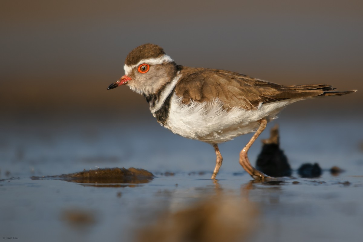 Three-banded Plover - ML535068121