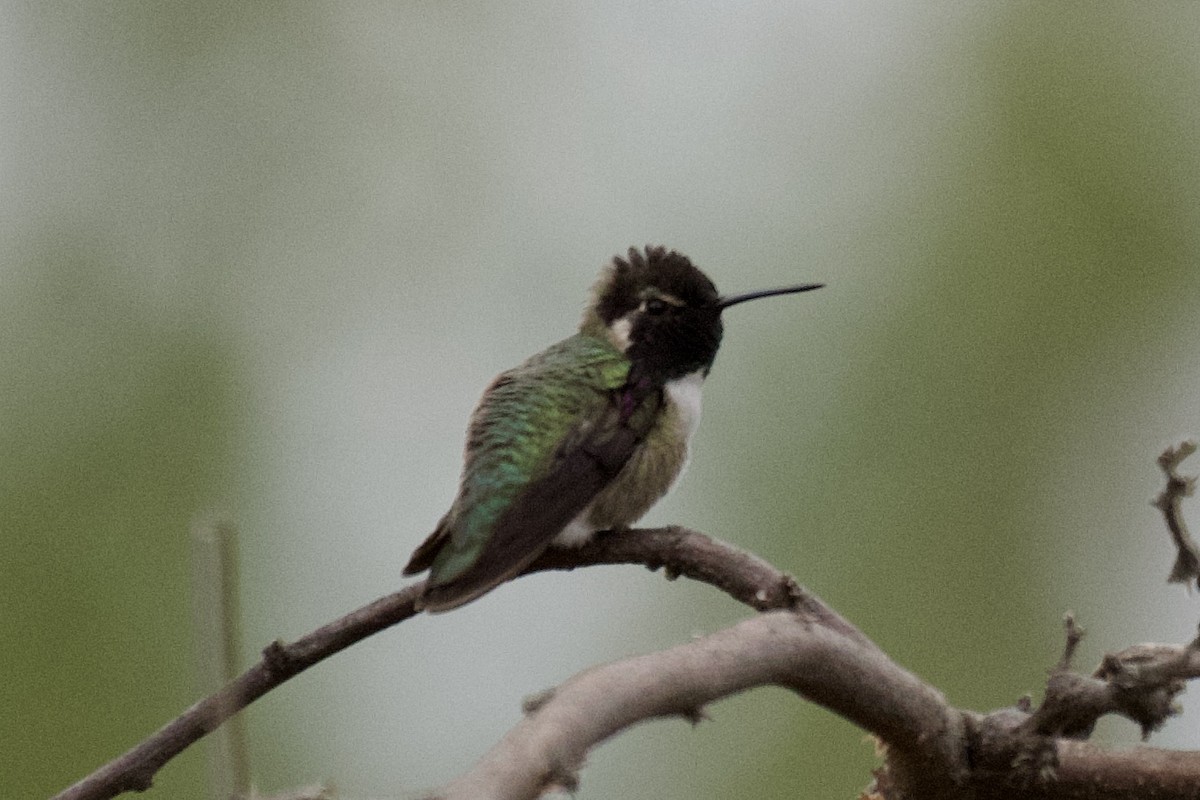 Costa's Hummingbird - ML535069421