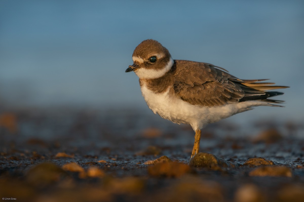Common Ringed Plover - ML535070441
