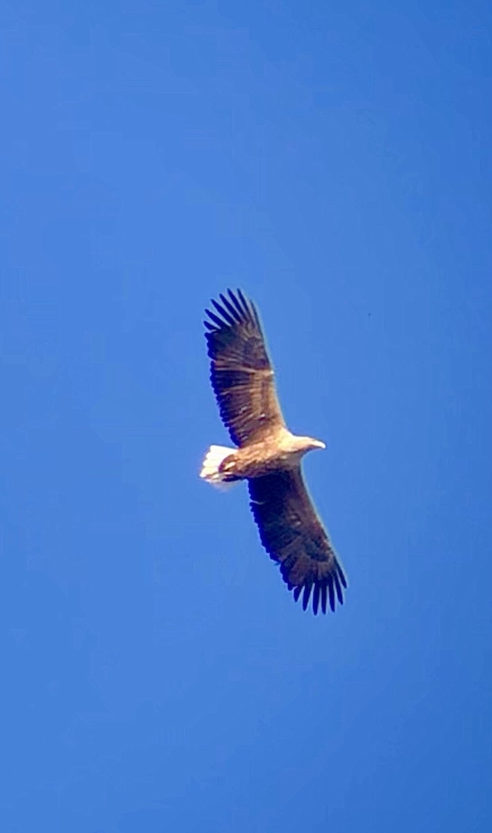 White-tailed Eagle - ML535070521