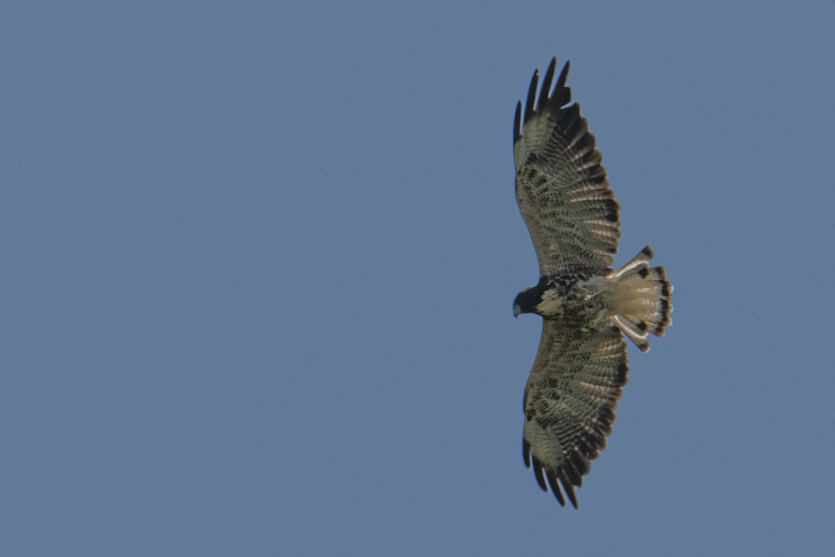 White-tailed Hawk - Andy Bowen