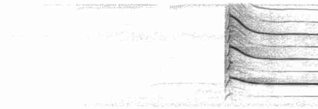  - Slate-colored Hawk