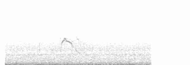 Eurasian Wigeon - ML535083091
