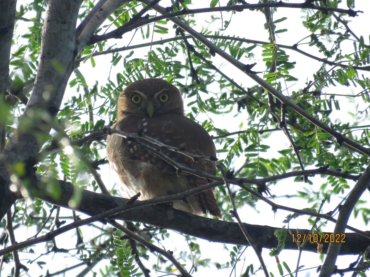 Ferruginous Pygmy-Owl - ML535088841
