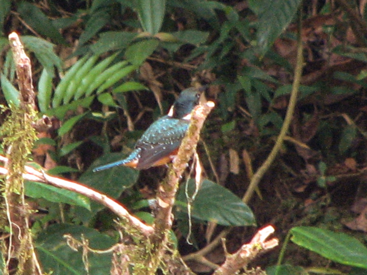 Green-and-rufous Kingfisher - ML535089171