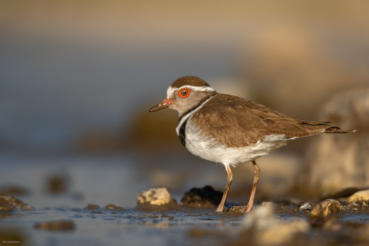 Three-banded Plover - ML535091511