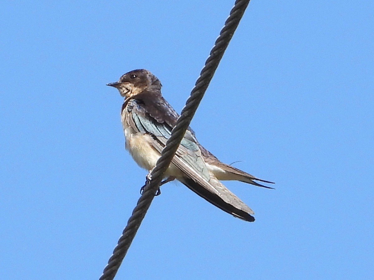 Black-capped Swallow - ML535091971