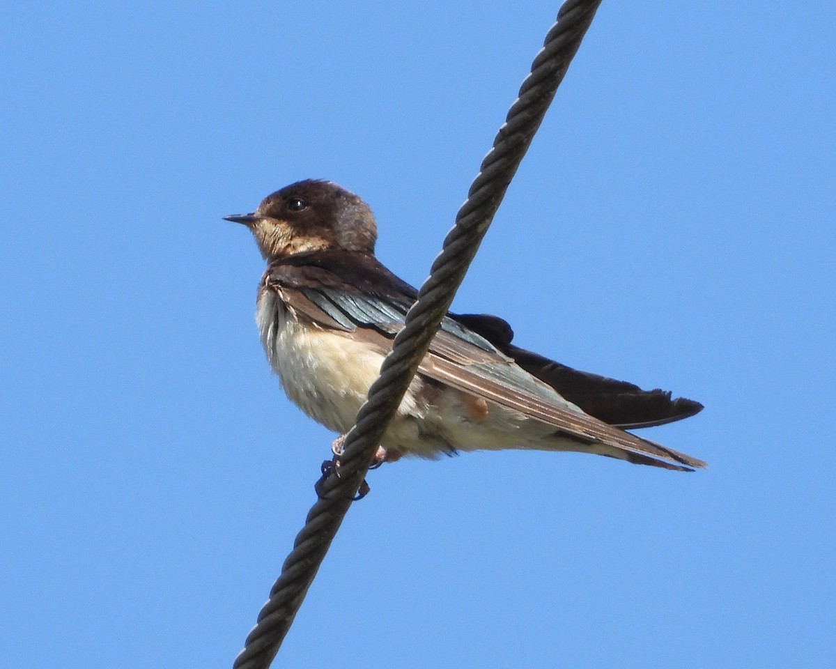 Black-capped Swallow - ML535091991