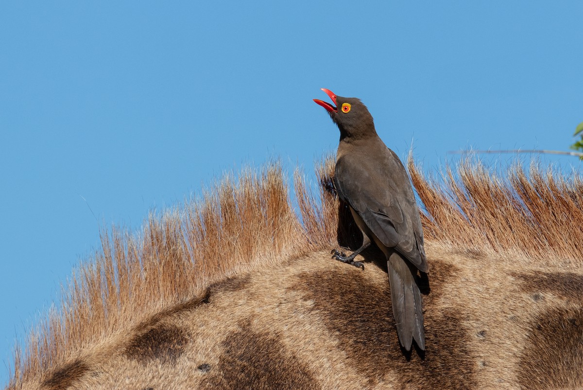 Red-billed Oxpecker - ML535094391