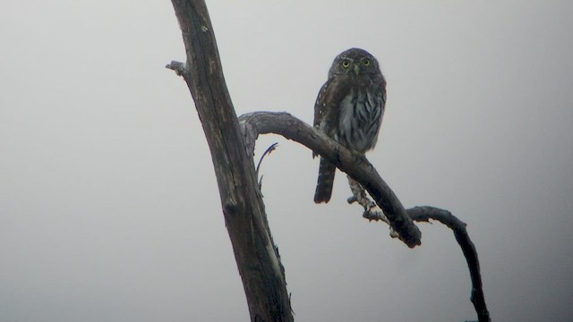 Northern Pygmy-Owl - ML535095391