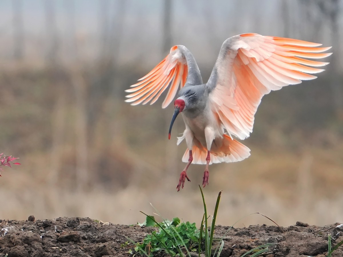 Crested Ibis - ML535095681