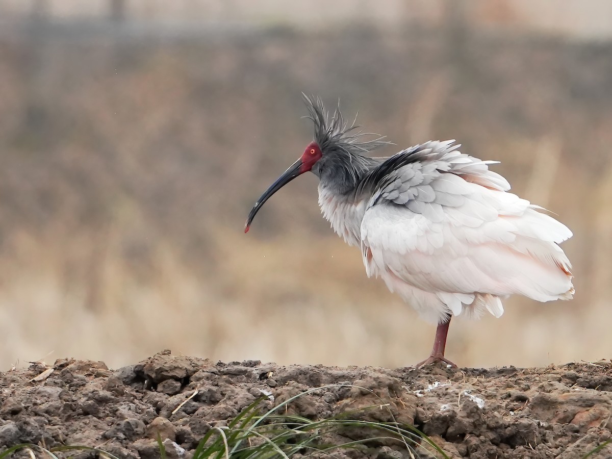 Crested Ibis - ML535095761