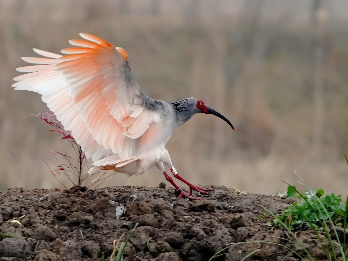 Crested Ibis - ML535095821