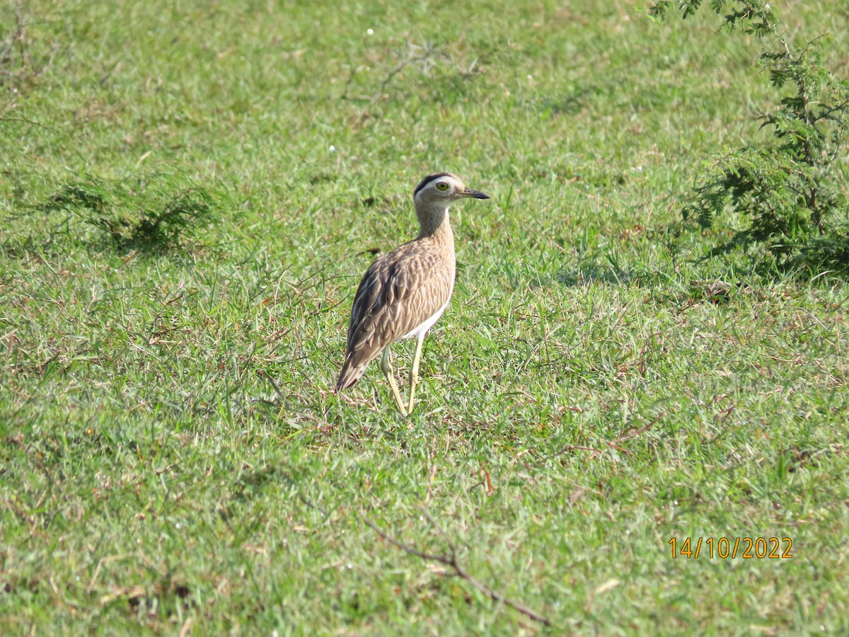 Double-striped Thick-knee - ML535095831