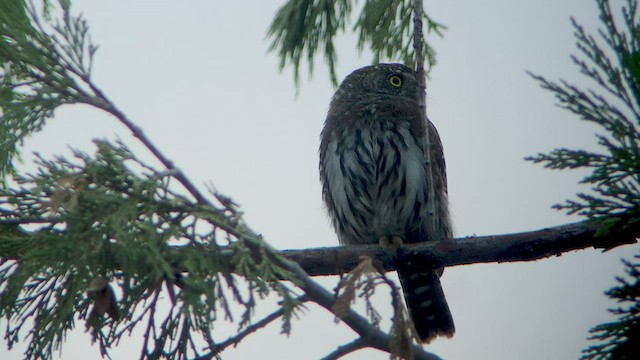 Northern Pygmy-Owl - ML535096401