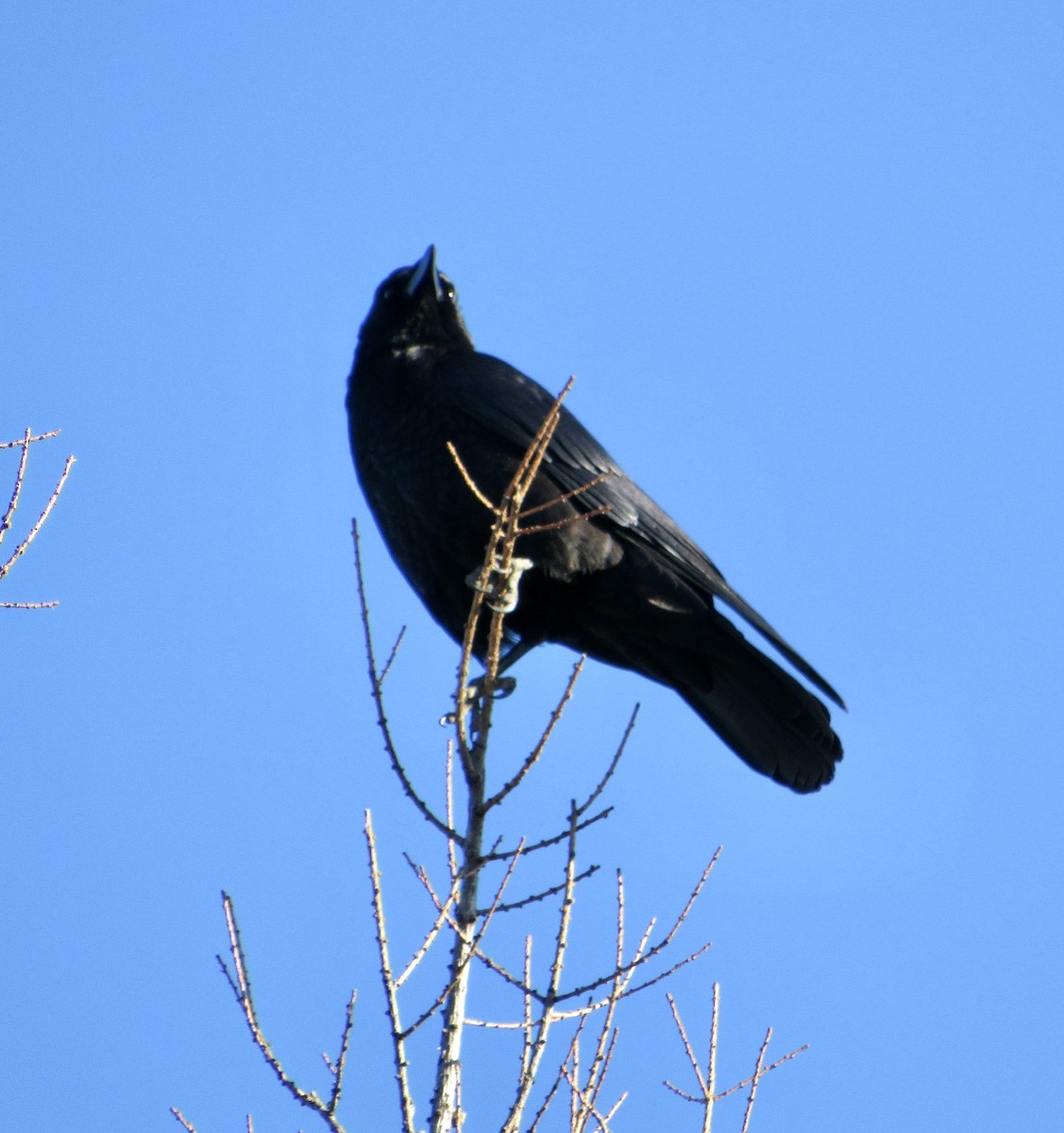 eBird Checklist - 12 Feb 2023 - Sax-Zim Bog--Arkola Rd feeders - 9 species