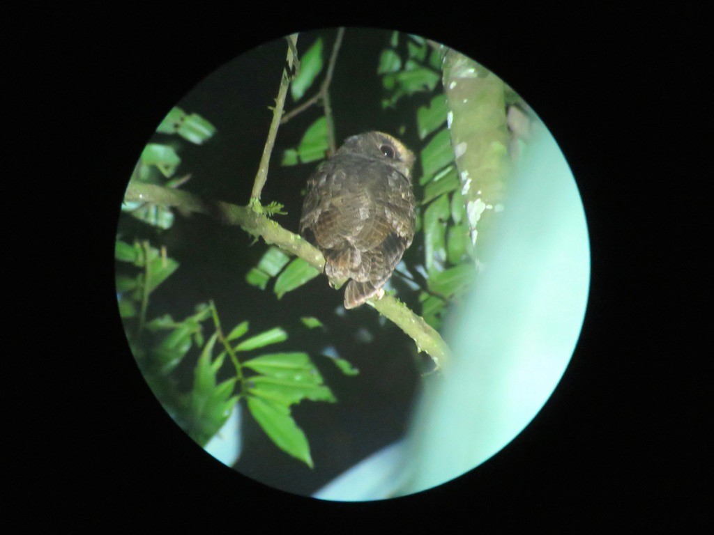 Rufescent Screech-Owl - ML535099791
