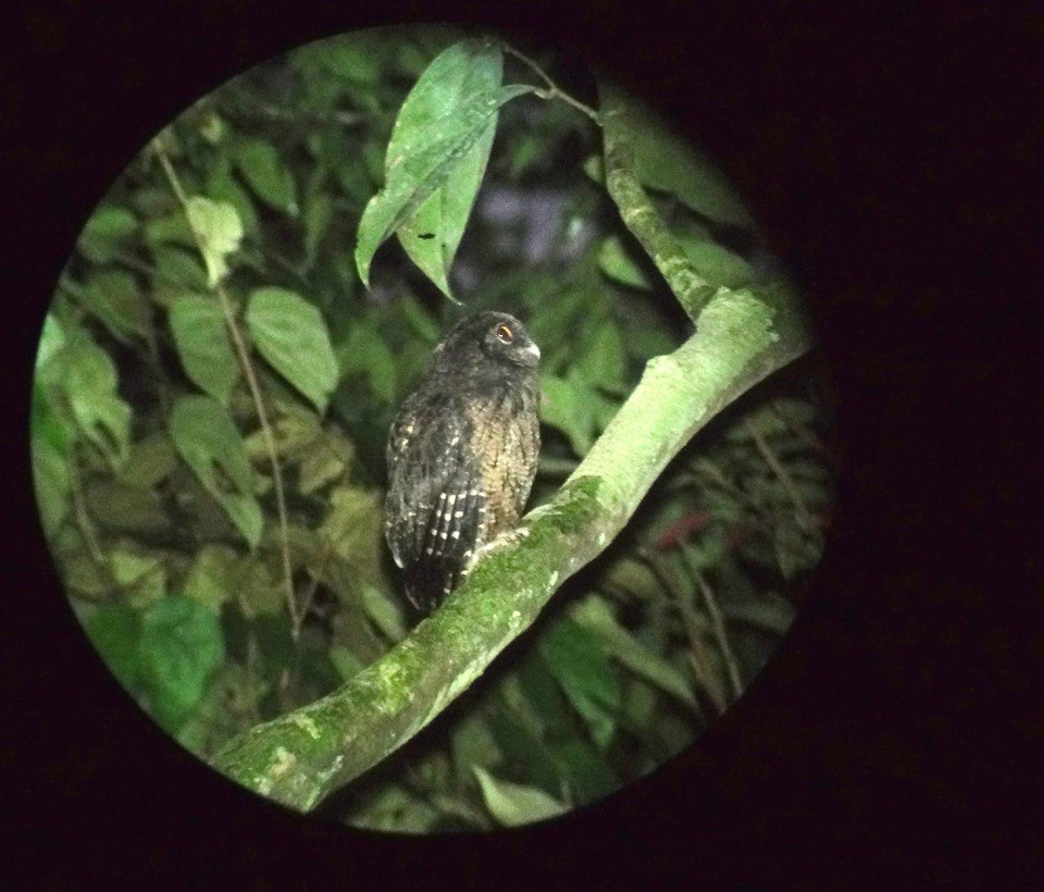 Tawny-bellied Screech-Owl - ML535101501