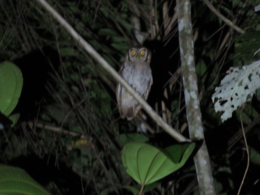 Tropical Screech-Owl - ML535101821